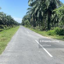 Near Morib, Kuala Langat, Selangor, main road side, Palm Oil Trees