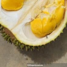 6.737 acre Musang King farm for sales at Simpang Pertang, N. Sembilan
