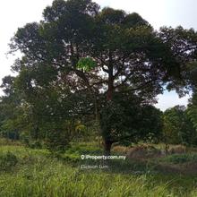 6.53 Acres Pelangai Durian Orchard For Sale