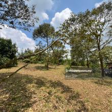 Senai Musang King Durian farm for sale