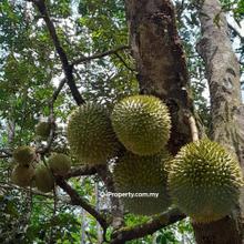 Durian Farm (Musang King) @ Kampung Purun, Jelebu, Negeri Sembilan 