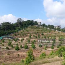 Bentong karak taman mempaga utama durian farm for sale 350k