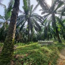 Freehold Oil Palm Land Batu Berendam