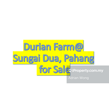 5 Acres Durian Farm @Sungai Dua, Pahang For Sale