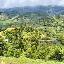 9.8 Acres Tras Durian Orchard For Sale