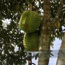Melaka Durian Musang King Orchard 3acres Freehold 8years near Selandar