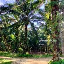 Tangkak, Johor, Oil Palm Plantation 106 Acres For Sale.