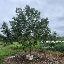 Agriculture land with 3-4 year Musang King tree for sell @ Sungkai 