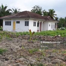 Coconut plantation matured for harvesting!
