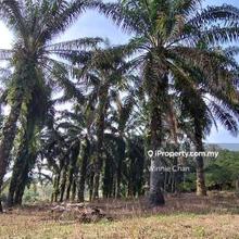 Kota Bharu 7 acres Freehold Agriculture Land For Sale