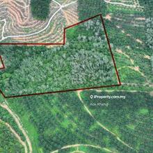 Sungai Siput 11 Acres Freehold Rubber Tree Agriculture Land For Sale