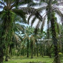 Palm Oil Plantation @ Sungai Duri, Sungai Jawi for Sale