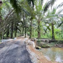 500m from main road - Palm Oil Plantation