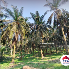 Seelong Agricultural Land