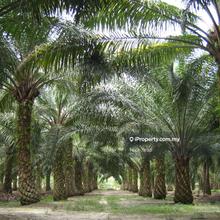 Residential land for Sale