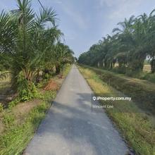 Agriculture Land for Rent in Bagan Serai Perak