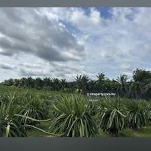 Pasir Panjang 40 Acre/Existing Palm Oil Tress/Pitaya Tress/Iron Ores