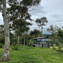 Durian orchard in Raub area