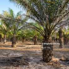 Palm Oil Land for Sale at Batu Yon