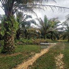 18.38 Acres Oil Palm Agriculture Land Rasa Batang Kali