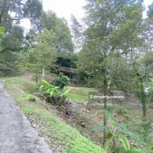 Balik Pulau Durian Farm for Sales