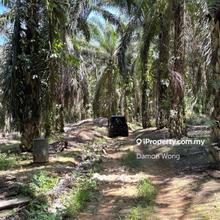 Oil palm land in Chalit, Sungai Klau