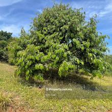 Sega, Pahang Land for Sale