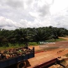 560 Acre Palm Oil Estate Zoned Industry Bukit Kuin Kuantan