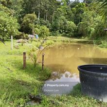 3.5 Acres Bentong Durian Orchard For Sale 