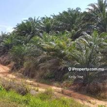 Palm Oil Plantation @ Mukim Batu Yon, Kuala Lipis for Sale