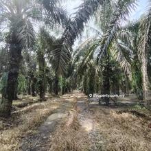 Tanjung kupang gelang patah agriculture land for sale