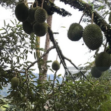 Raub Pahang Durian Orchard 