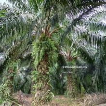 Palm Oil Plantation Along Jalan Kulim - Baling for Sale