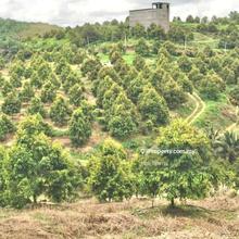 Jerantut Pahang 12 Acres Musang King Durian Orchard Land For Sale