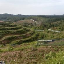 Gambang Land planted with Musang King and Black Thorns