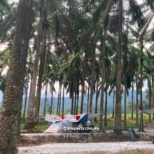Commercial zoning agricultural land , just around 1 km from main road!