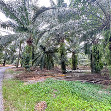 3 Acres Freehold Agri Land in Sitiawan Tar Road Oil Palm Tnb Lap