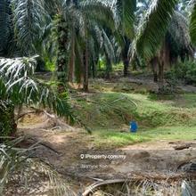 Nice Palm Oil Land