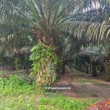 Johor Kluang Paloh 1080 acres Palm Oil Land for sale freehold 