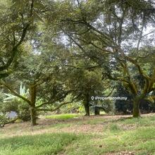 Durian farm for sale - Kampung Teras, Raub(Price Negotiable)