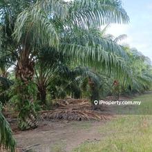 Tanah kelapa sawit Sg Yu, Kuala Selangor