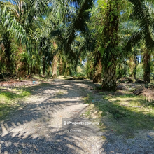 For Sale Oil Palm Agriculture land 
