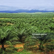 326 Acre Palm Oil with Electric and Water Supply