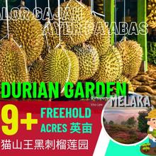 Musang King Blackthorn Durian Farm at Ayer Pa'abas Alor Gajah Melaka