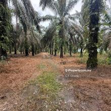 Kota Tinggi Land For Sales 