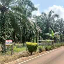 Agriculture Land Oil Palm For Sale, Tanjung Selabu, Bukit Pasir Muar
