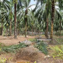 Perak 940 Acres Freehold Agriculture Oil Palm Land