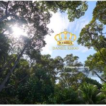 Durians Tree lands & fruits trees lands balik pulau for sale 