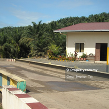 Oil Palm Plantation @ Kunak, Sabah 