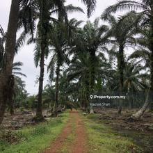 Agriculture Land Within Pontian